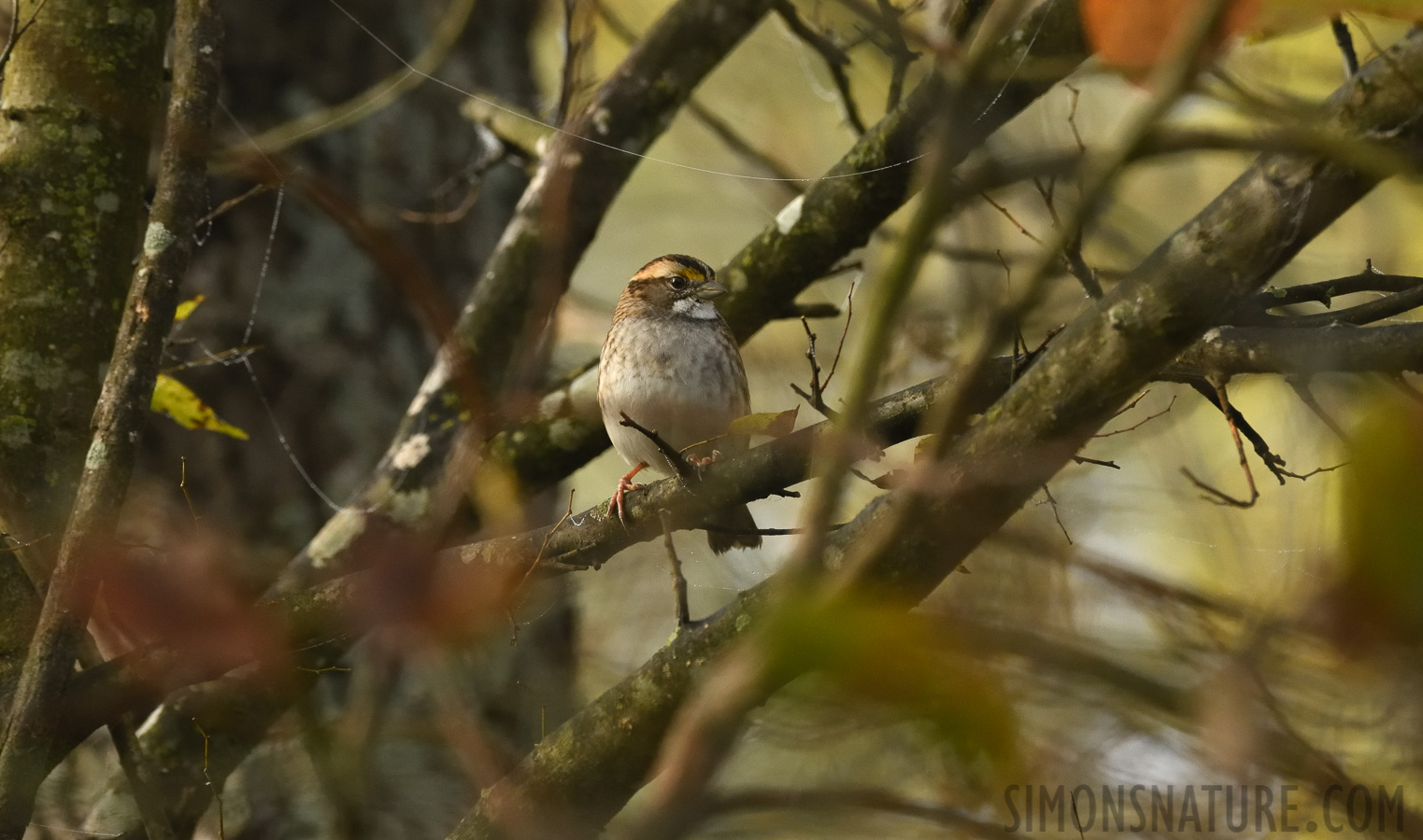 Zonotrichia albicollis [400 mm, 1/1000 Sek. bei f / 8.0, ISO 2000]